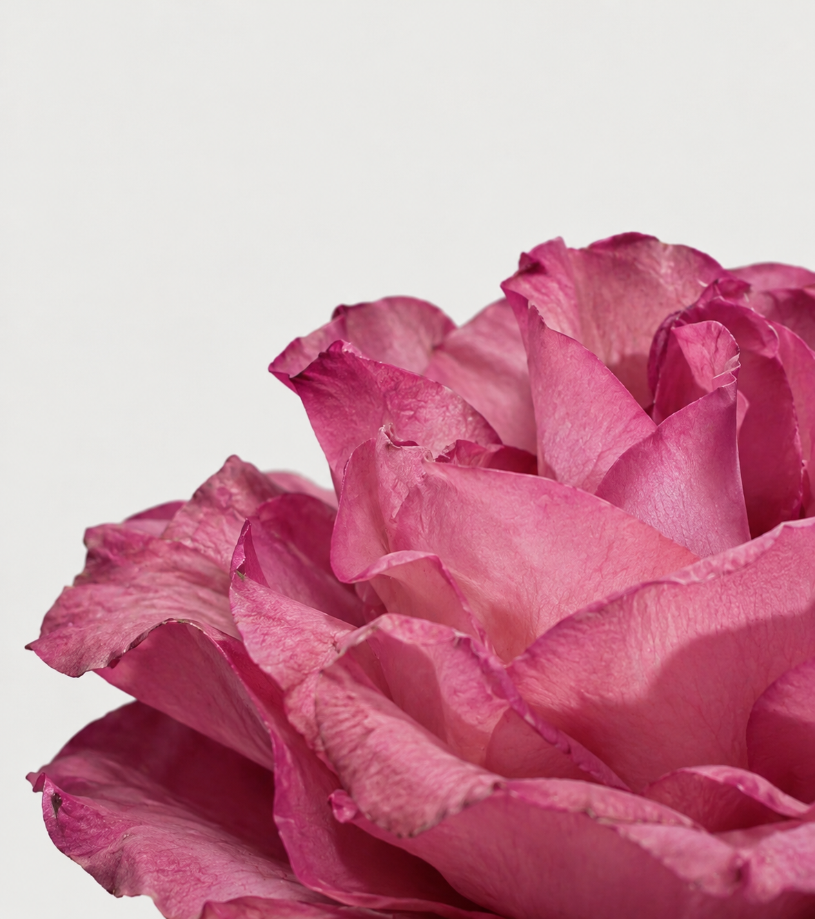 Rose Bouton