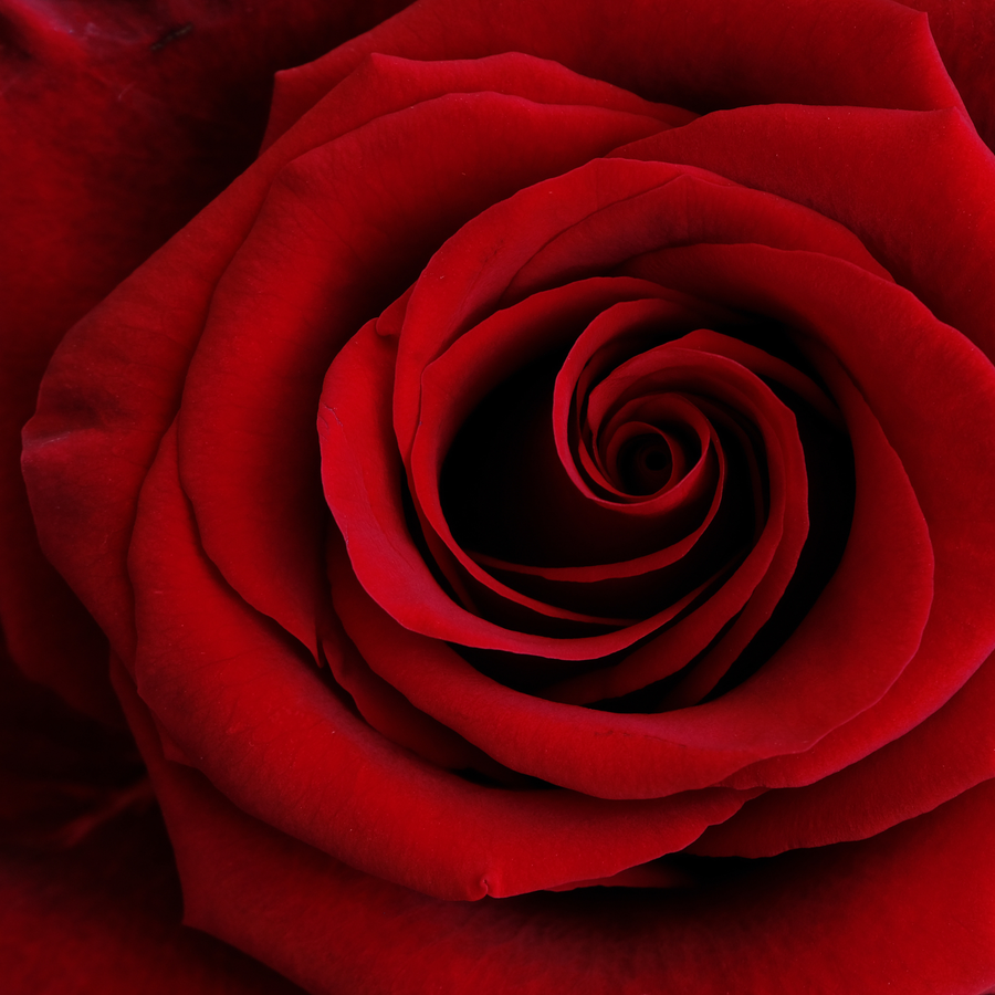 Oriental Rose